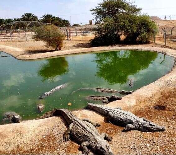 התנינים הגדולים בחווה // צילום: קרוקולוקו-חוות התנינים בערבה